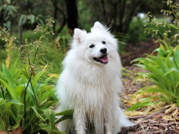 Votre chien vous aime-t-il ? 10 preuves qu’il vous adore