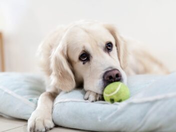 Comment faire pour que votre chien ne s’ennuie pas ?