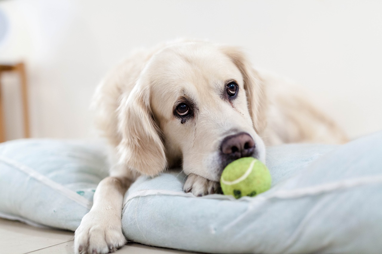 Comment faire pour que votre chien ne s’ennuie pas ?