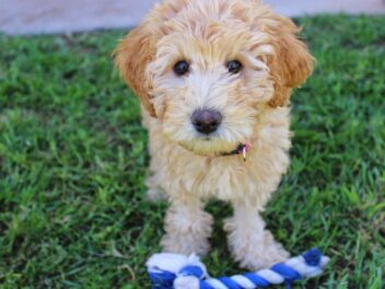 4 races de chien qui doivent aller souvent chez le toiletteur