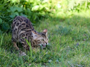 4 races de chat qui ont l’air menaçantes