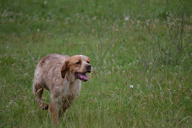 race de chien qui attaque les poules