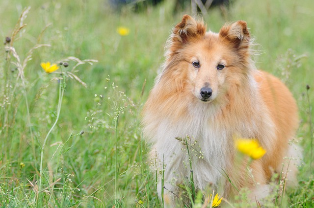 race de chien discrète