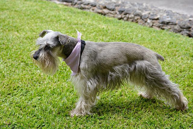 race de chien la plus dominante