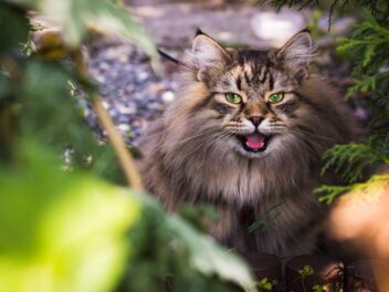 4 races de chat qui adorent l’aventure