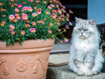 4 races de chat qui n’aiment pas les activités physiques