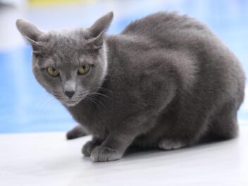 4 races de chat qui n’aiment pas les caresses