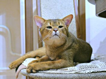 4 races de chat qui ont l’air méchantes