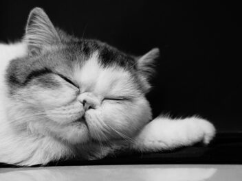 3 races de chat qui ont l’air de sourire