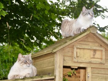 3 races de chat qui attaquent les poules