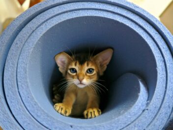 4 races de chat qui sont les plus débrouillardes