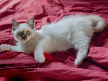 3 races de chat qui sont les plus propres