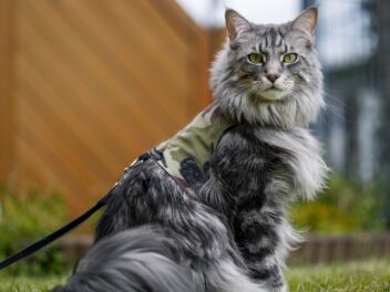 3 races de chat qui sont les plus massives