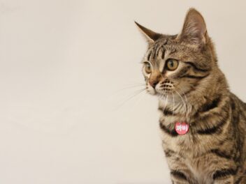 3 races de chat qui sont de vraies piles électriques