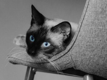 3 races de chat qui sont très possessives