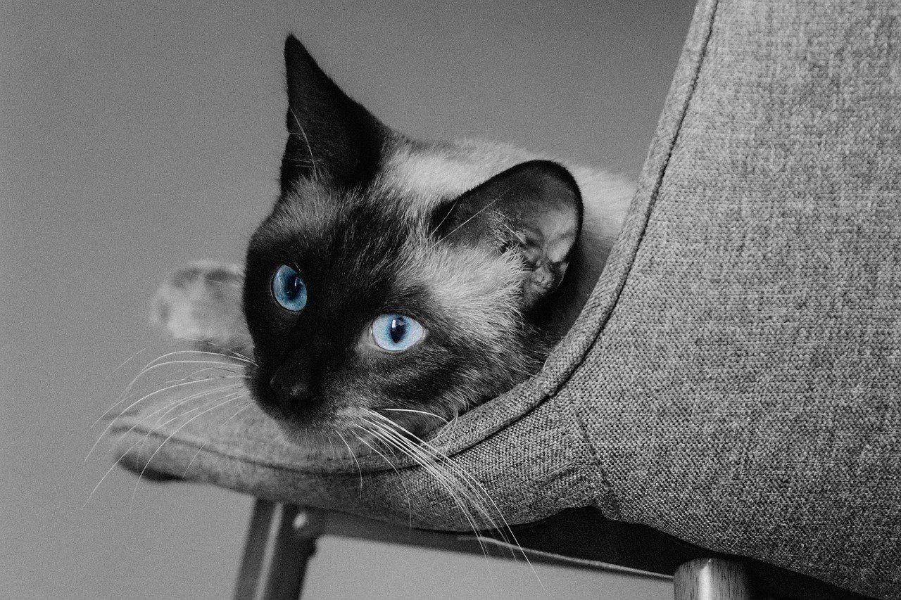 3 races de chat qui sont très possessives