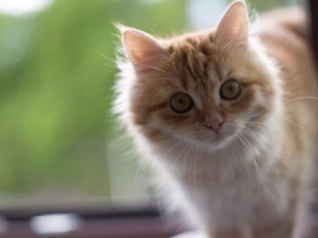 4 races de chat à qui vous pouvez faire confiance