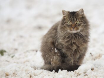 4 races de chat qui préfèrent l’hiver