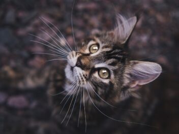 4 races de chat qui s’adaptent à toutes les situations