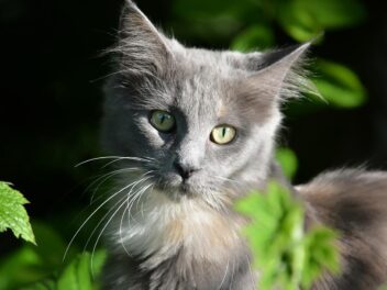 4 races de chat qui savent ouvrir les portes