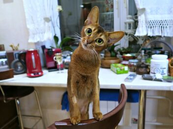 4 races de chat qui savent ouvrir les tiroirs