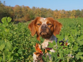 3 races de chien qui attaquent les poules