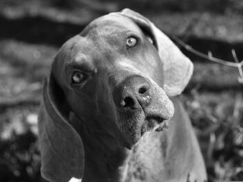 4 races de chien en qui vous pouvez avoir confiance