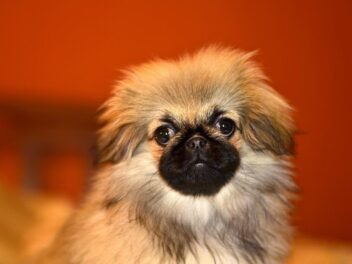 Voici les 10 races de chien qui font le plus souvent des caprices