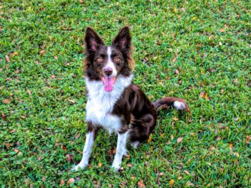 4 races de chien qui sont les plus élégantes