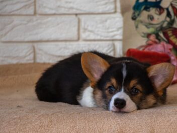 4 races de chien qui naissent sans queue