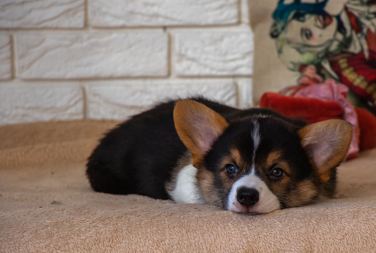 4 races de chien qui naissent sans queue