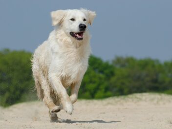 4 races de chien qui sont les plus aventureuses