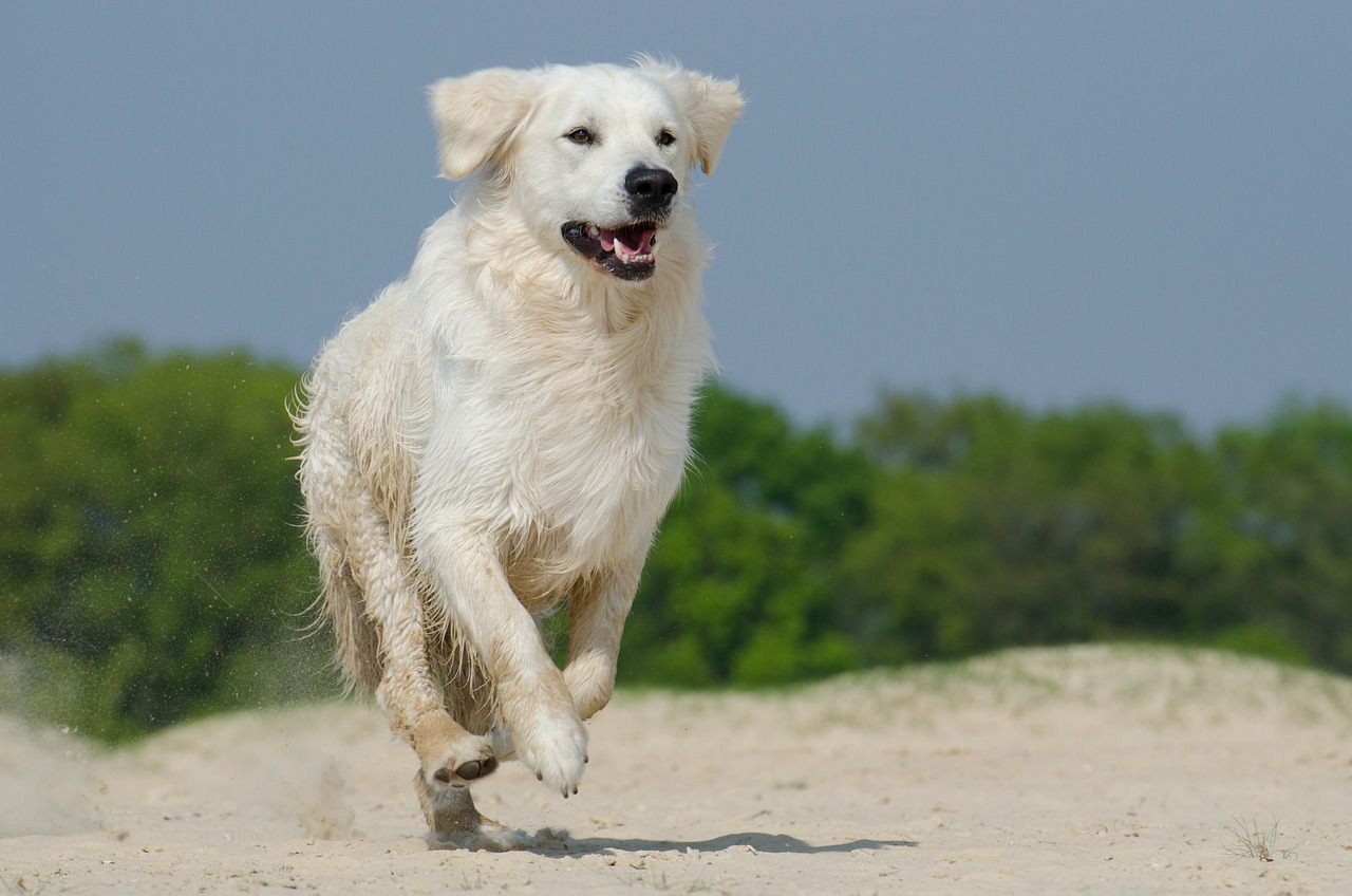 4 races de chien qui sont les plus aventureuses