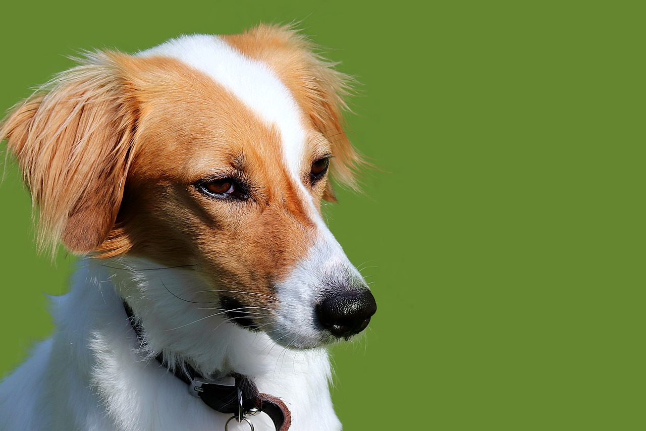 3 races de chien qui sont les plus possessives