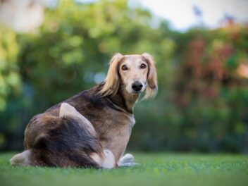 3 races de chien qui préfèrent l’été