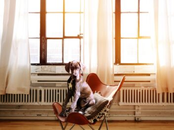 4 races de chien qui savent ouvrir les portes