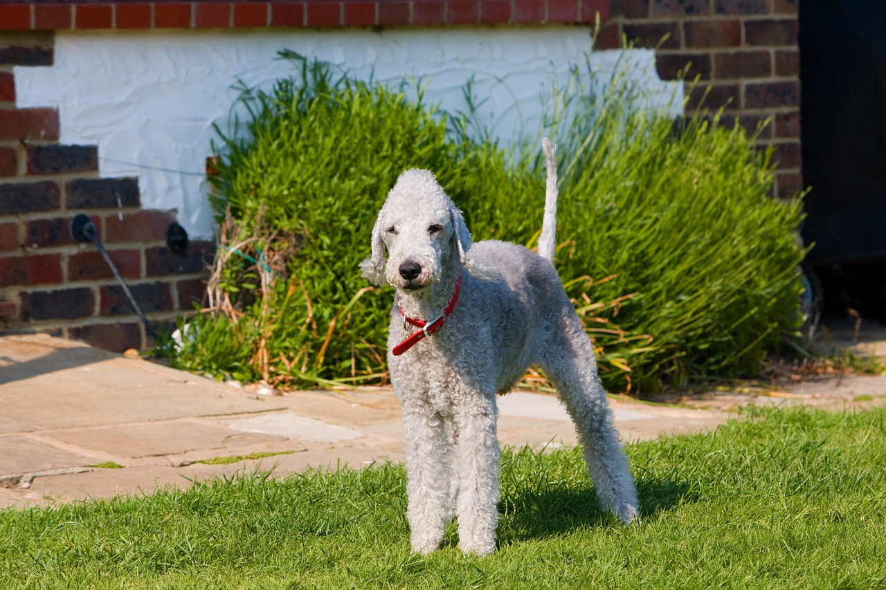 3 races de chien qui ressemblent à des moutons