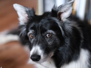 4 races de chien qui savent ouvrir les tiroirs