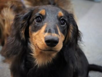 3 races de chien qui vous suivent partout