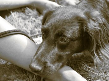 Comment savoir si votre chien est stressé ?