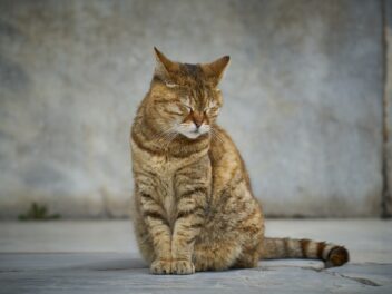 Comment savoir si votre chat est malheureux ?