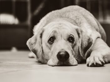 Comment savoir si votre chien s’ennuie avec vous ?