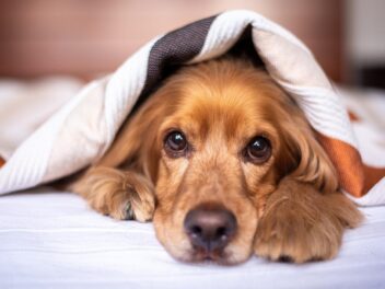 Comment savoir si votre chien vous fait confiance ?