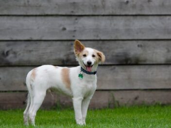 Comment trouver une pension pour son chien pendant les vacances ?