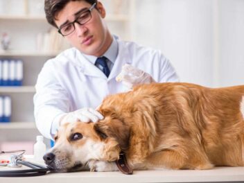 La stérilisation de votre chien mâle : Ce qu&rsquo;il faut savoir