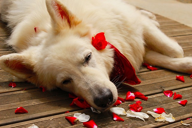 chien Berger Blanc Suisse couché par terre