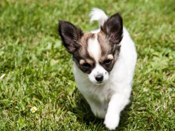 Voici 8 races de chien qui ont des gros tempéraments