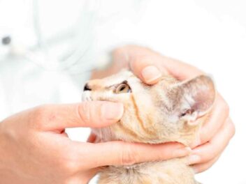 Coryza du chat : causes, symptômes et traitements