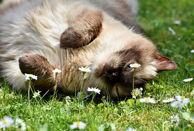 race de chat qui adore les câlins