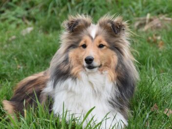 4 races de chien qui sont les plus allergisantes